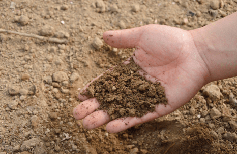 как улучшить песчаную почву