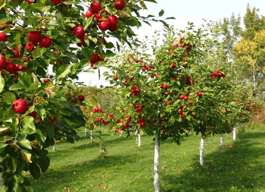 плодовые деревья в саду 