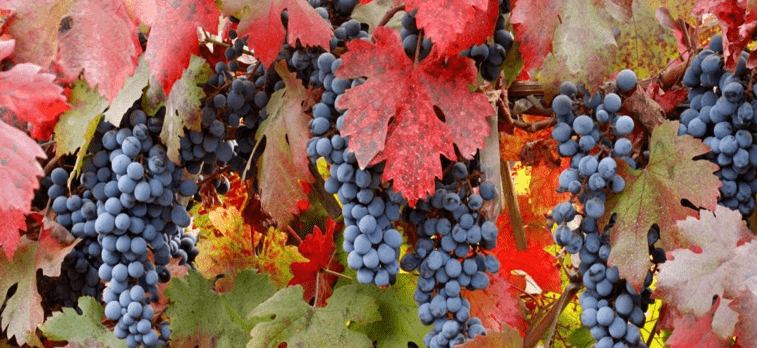 посадка винограда осенью