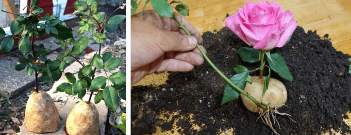 Проращивание черенков роз в картофеле