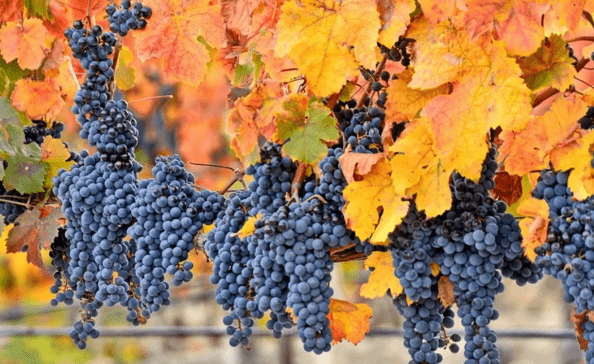 осенний уход за виноградом 