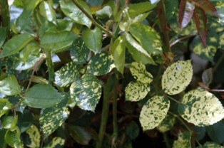 Пятнистая мозаика листьев астильбы