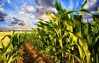 Как уберечь кукурузу от болезней