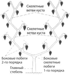 Формирование перца Формирование перца