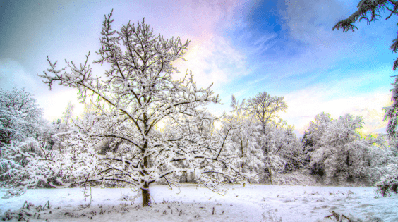 деревья зимой