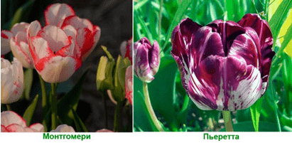 Вид тюльпанов Рембрандта