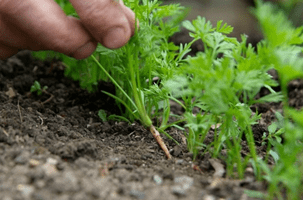 Сроки посева семян моркови