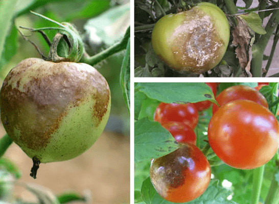 Что означают пятна на плодах томата