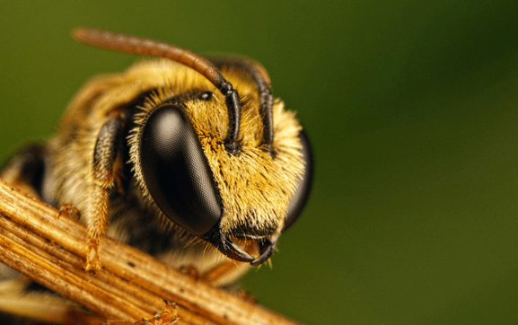 как привлечь пчел на дачный участок