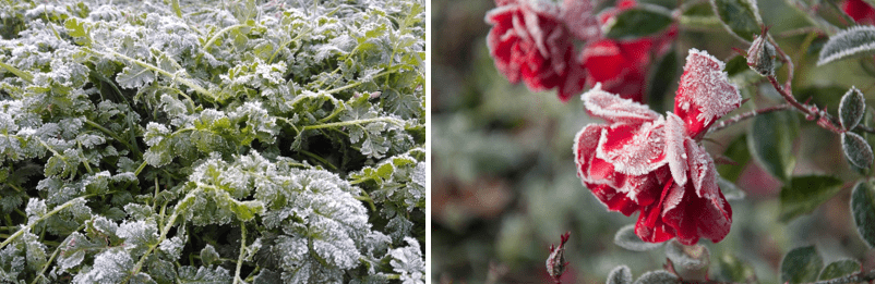 какие растения боятся заморозков