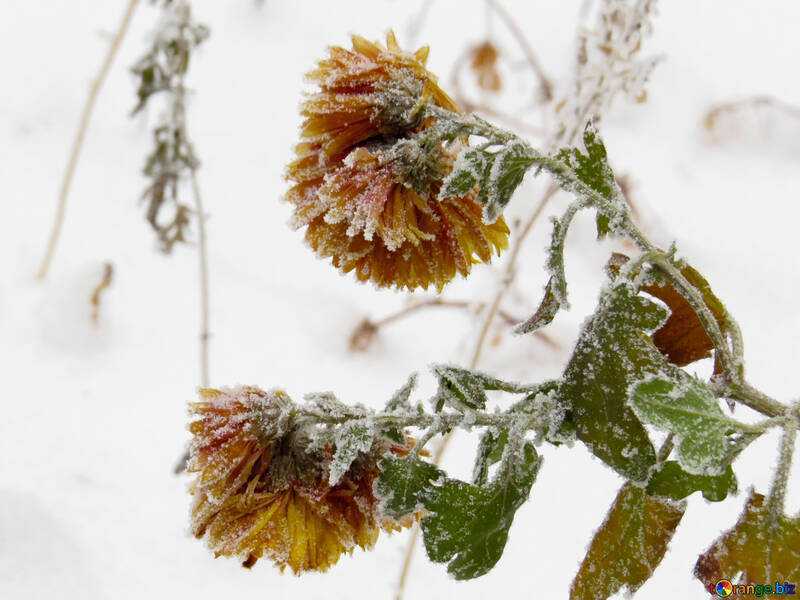 растения, пострадавшие от заморозков