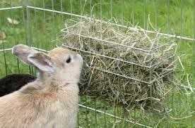 Кролик есть сено