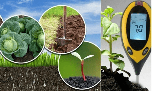 кислотность почвы и растения-индикаторы 
