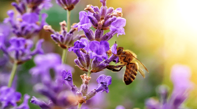 пчелы на дачном участке