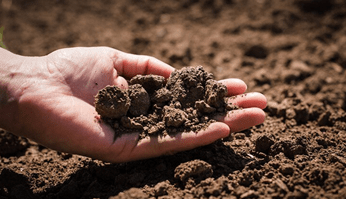 Подготовка почвы для чеснока