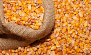 Сбор урожая и хранение кукурузы