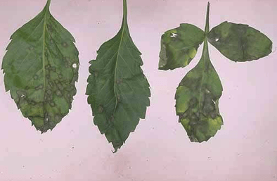 бурая пятнистость листьев георгин