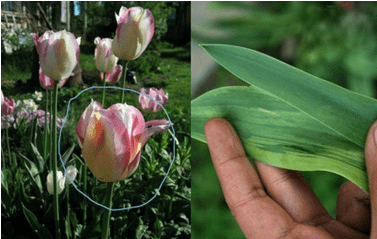 болезни тюльпанов