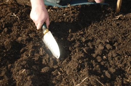 подготовка почвы для перцев