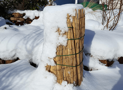 Подготовка рододендронов к зиме