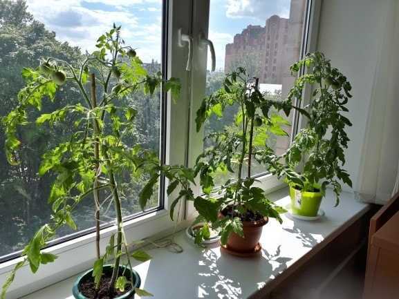 Емкости для посадки комнатных помидор