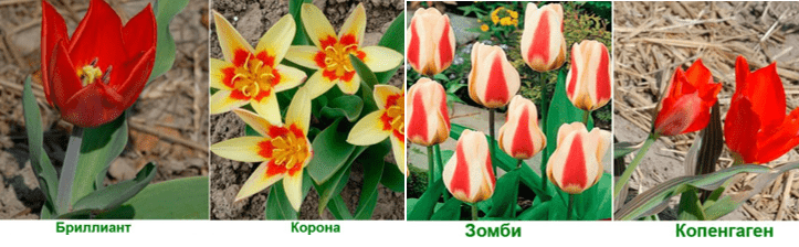 Ботанические и видовые тюльпаны