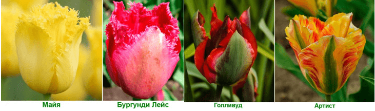 Бахромчатые и Зеленоцветные тюльпаны