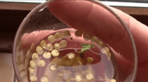 Семена в стакане с водой