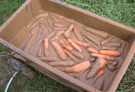 хранение моркови в глиняном растворе