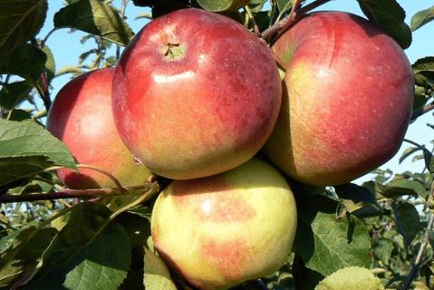 Яблоки Белорусское сладкое