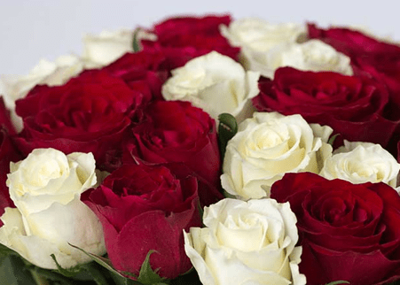 красные и белые классические розы