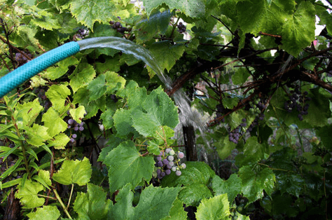 полив винограда