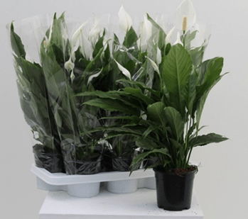 Спатифиллум: внешний вид растения при покупке