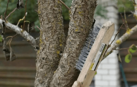 Механическая очистка коры деревьев 