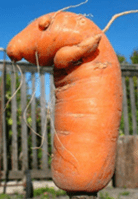 кривая морковь