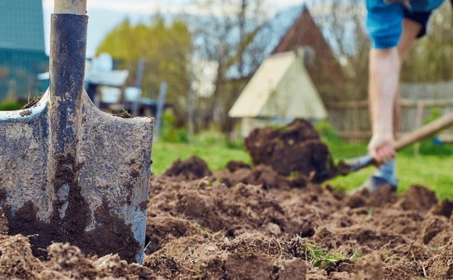 Подготовка почвы для капусты