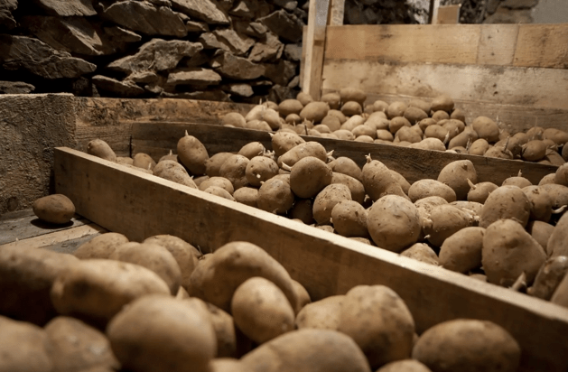 хранение картофеля 