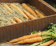 хранение моркови в ящиках с песком