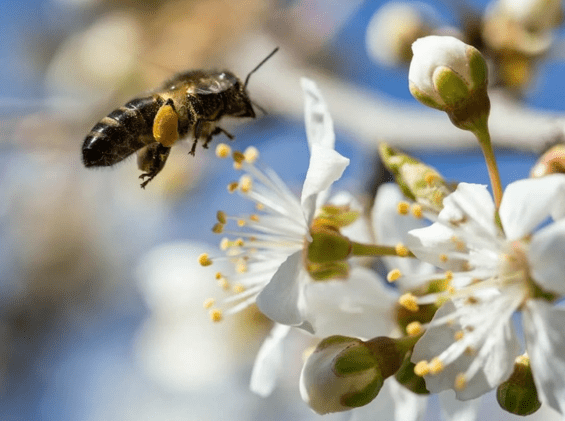 Как привлечь пчел на дачный участок