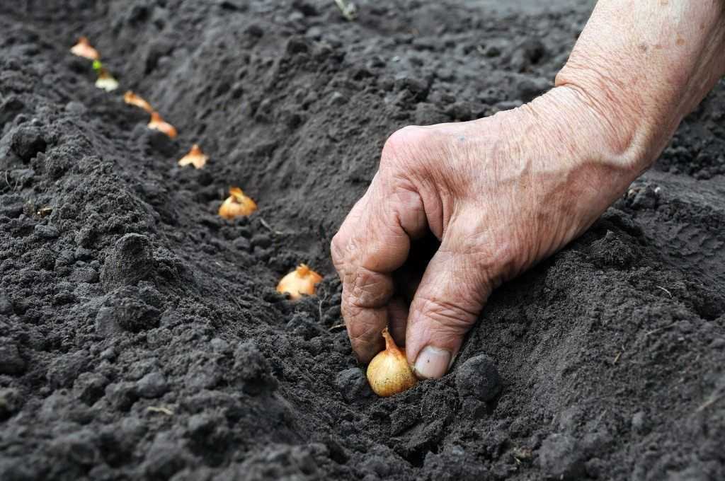 Высаживать лук севок следует в заранее подготовленную, увлажненную почву.