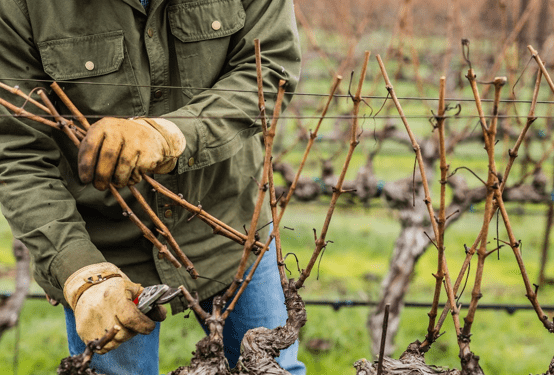Уход за виноградом осенью в октябре и подготовка к зиме