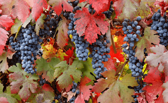 Уход за виноградом в октябре