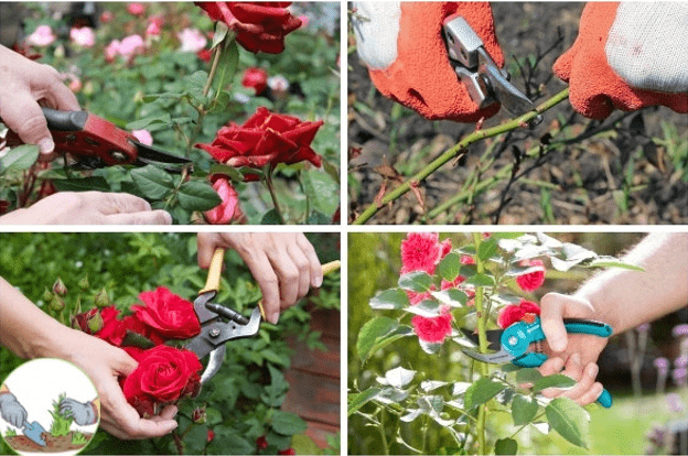 обрезка роз после цветения 