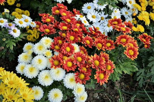Многолетнеи цветы