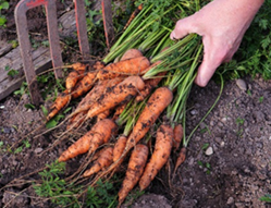 Сбор урожая моркови и ее хранение