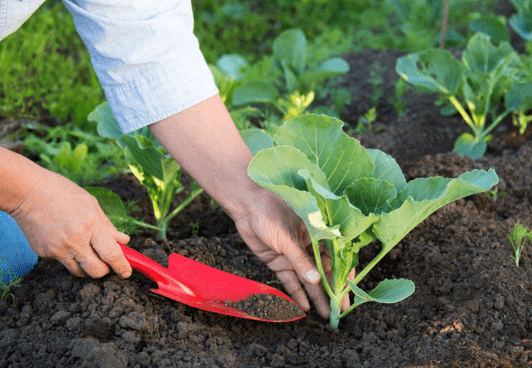 Как подготовить грядку для капусты: тонкости, о которых следует знать