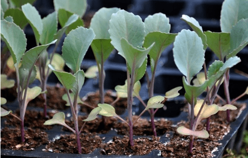 Выращивание рассады брокколи