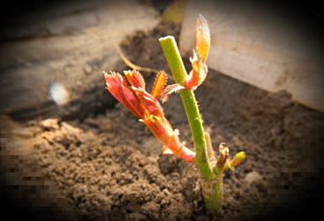 Проращивание черенков роз в земле