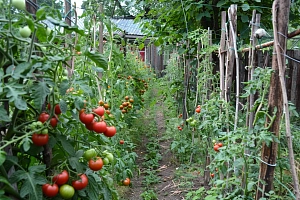 Уход за томатами, баклажанами и перцами летом