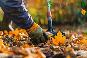 Уборка и хранение лука